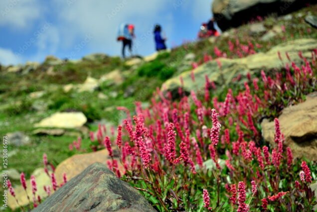 Lupines found in Sonamarg (Jammu & Kashmir, India) along the trails of Kashmir great lakes trek. Commercially known as Sonamarg-Vishanar Naranag Trek, it's an alpine himalayan high-altitude trek